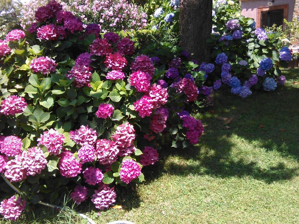 טרוויניאנו רומאנו B&B Vigna Rosa מראה חיצוני תמונה